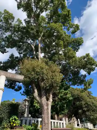 大岩神明宮の自然