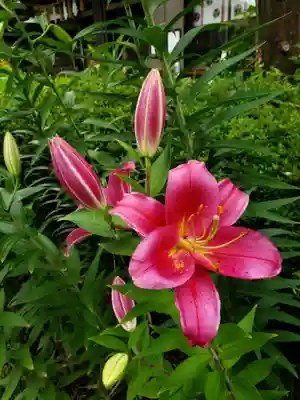 本郷氷川神社(東京都)