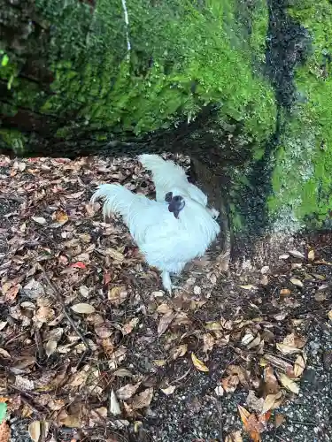 熱田神宮の動物