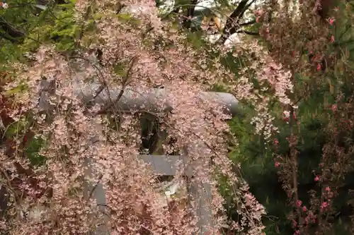 開成山大神宮の鳥居