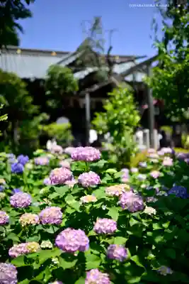 白山神社(東京都)