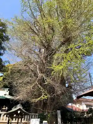 鶴嶺八幡宮の自然