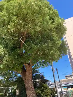 加賀屋天満宮の自然