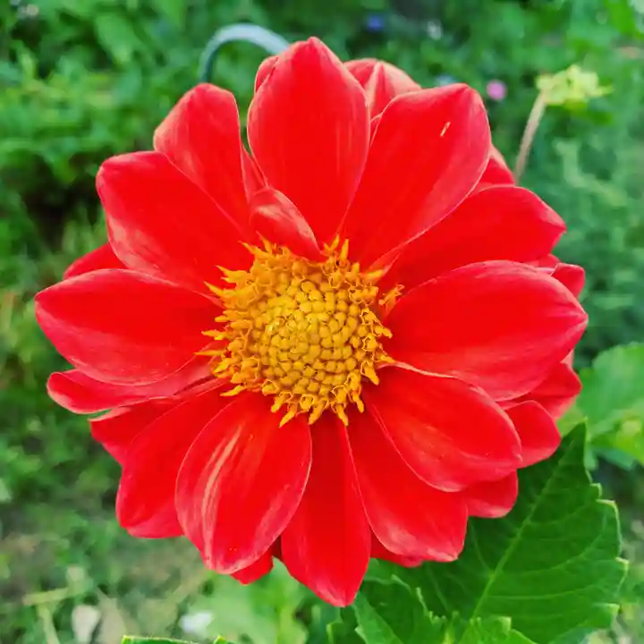 豊景神社の自然