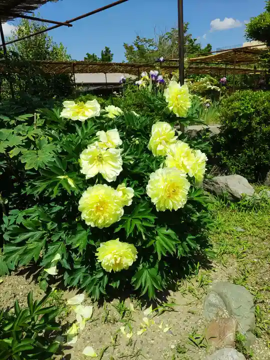 金剛寺(奈良県)