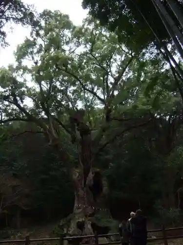 武雄神社(佐賀県)
