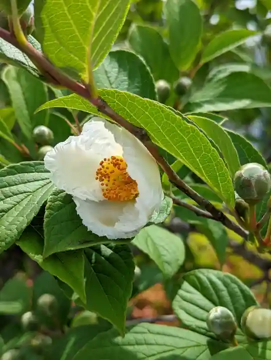 六孫王神社(京都府)