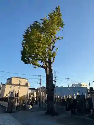 西光寺(東京都)