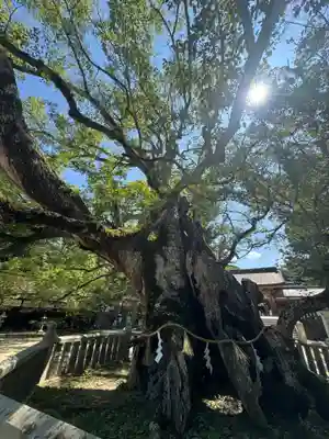 大山祇神社(愛媛県)