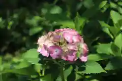 高麗神社の自然