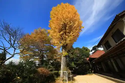 岩屋寺の自然