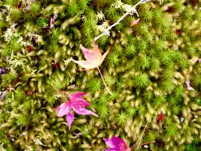 宝厳院(京都府)