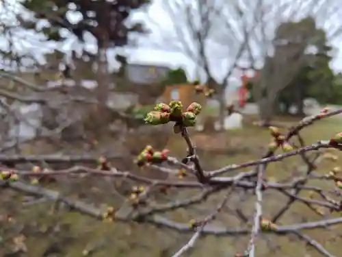 美瑛神社の自然