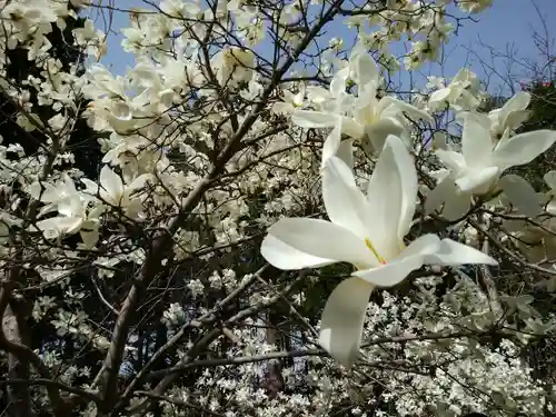 北海道神宮の自然