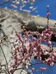 大前神社の自然