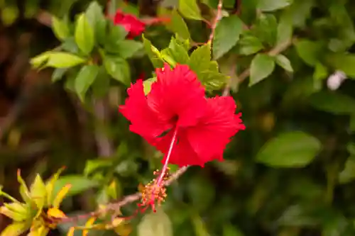 宮古神社(沖縄県)