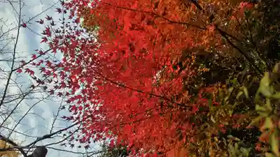 平野神社(京都府)