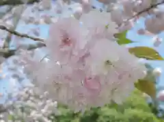 志波彦神社・鹽竈神社の自然