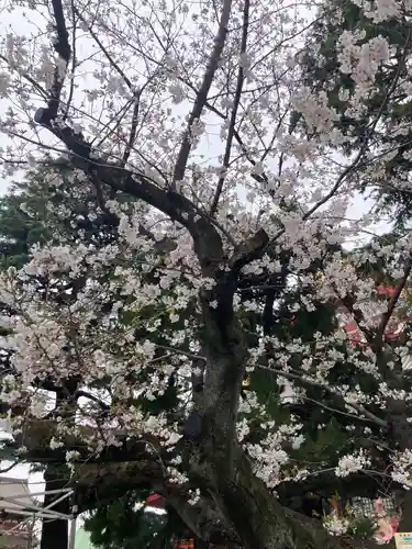 浅草神社の自然