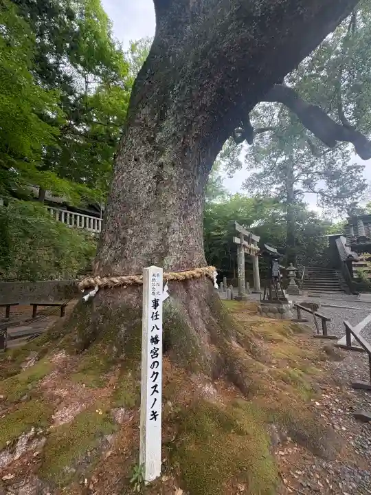 事任八幡宮の{uncategorized: "未分類", other: "その他", undefined: "問題あり", building: "その他建物", grave: "お墓", sacred_gate: "鳥居", guardian: "狛犬", statue: "像", buddha: "仏像", history: "歴史", nature: "自然", garden: "庭園", animal: "動物", pagoda: "塔", temizu: "手水舎", mountain_gate: "山門・神門", sanctuary: "本殿・本堂", subordinate: "末社・摂社", art: "芸術", scenery: "景色", jizo: "地蔵", ema: "絵馬", goshuin: "御朱印", omikuji: "おみくじ", items: "授与品その他", amulet: "お守り", goshuincho: "御朱印帳", eats: "食事", festival: "お祭り", votive_dance: "神楽", shichigosan: "七五三参", wedding: "結婚式", experience: "体験その他", initially: "初詣", around: "周辺", anti_infection: "感染症対策"}
