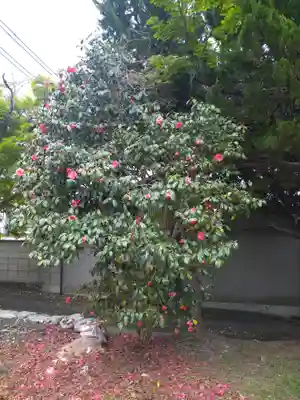 城山稲荷神社の自然
