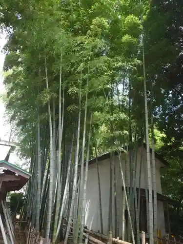 野々宮神社の自然