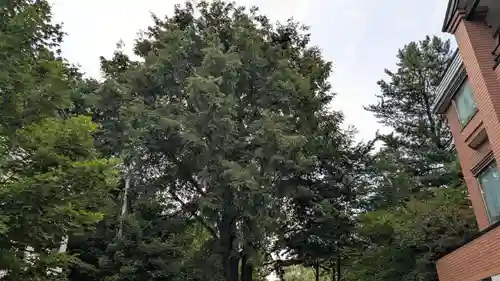 上川神社頓宮の自然
