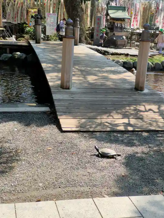 平塚八幡宮の動物