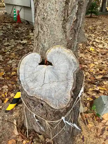 大谷地神社の自然