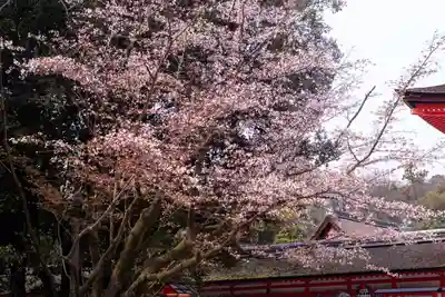 賀茂御祖神社（下鴨神社）(京都府)