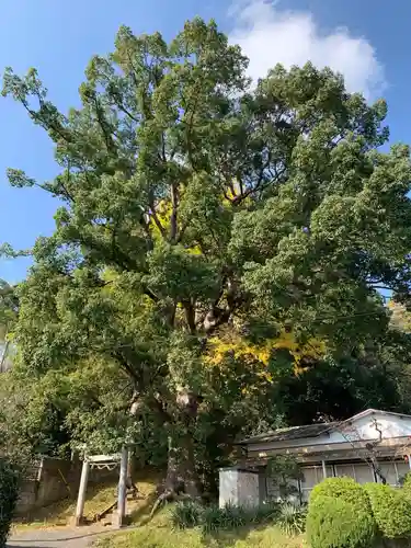 大宮神社の鳥居