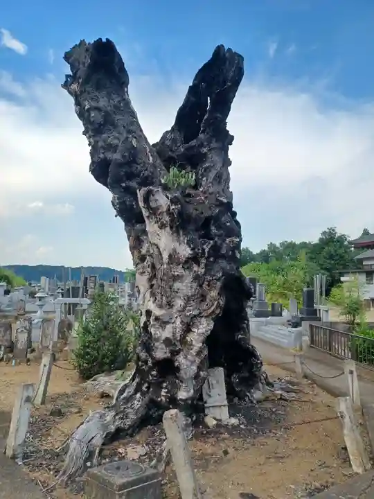 萬松寺(埼玉県)