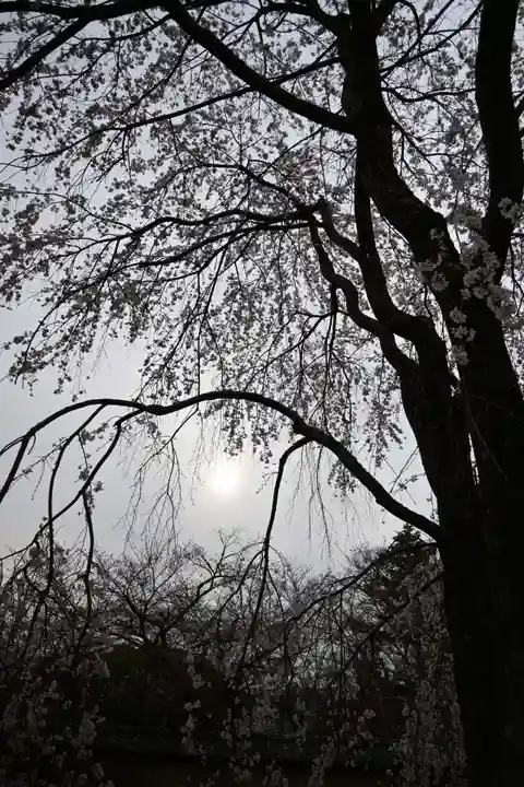 醍醐寺(京都府)