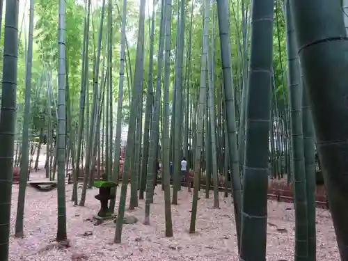 報国寺の庭園