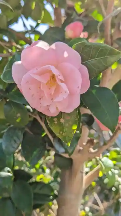 浄安寺(京都府)