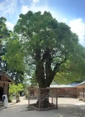 櫻井神社(福岡県)