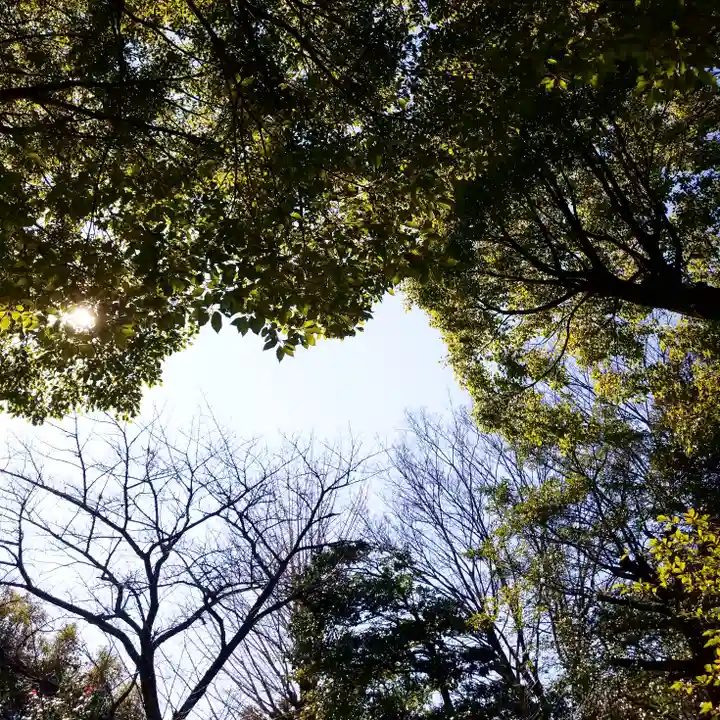 渋谷氷川神社の自然