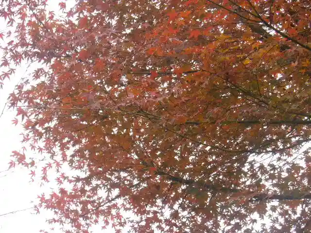 東勝寺跡の自然