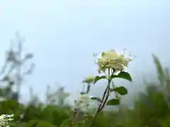 高峯神社(大室神社奥宮)の自然