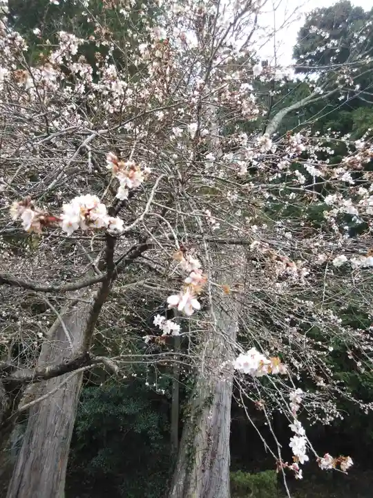 鹿島大神宮の自然