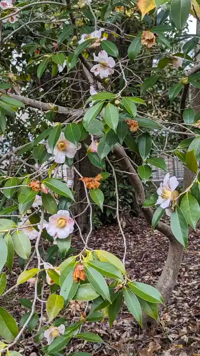 梅宮大社(京都府)
