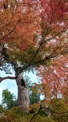 中尊寺(岩手県)