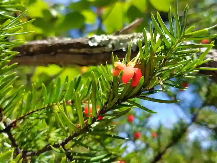 比布神社(北海道)