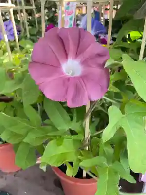 真源寺（入谷鬼子母神）(東京都)