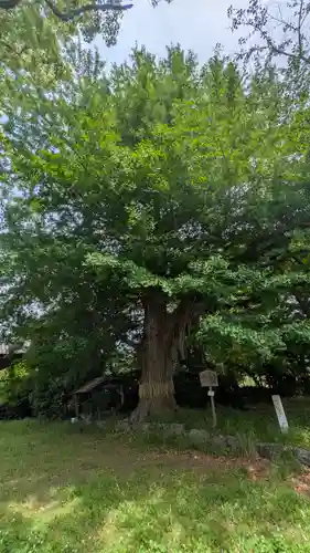 國分寺（国分寺）(京都府)