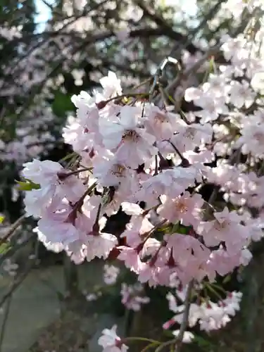 鳩森八幡神社の自然