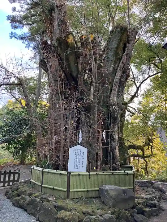 加藤神社の自然