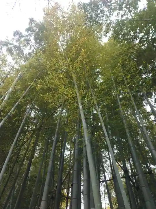 報国寺(神奈川県)