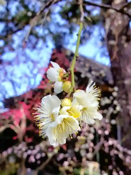 玄国寺(東京都)