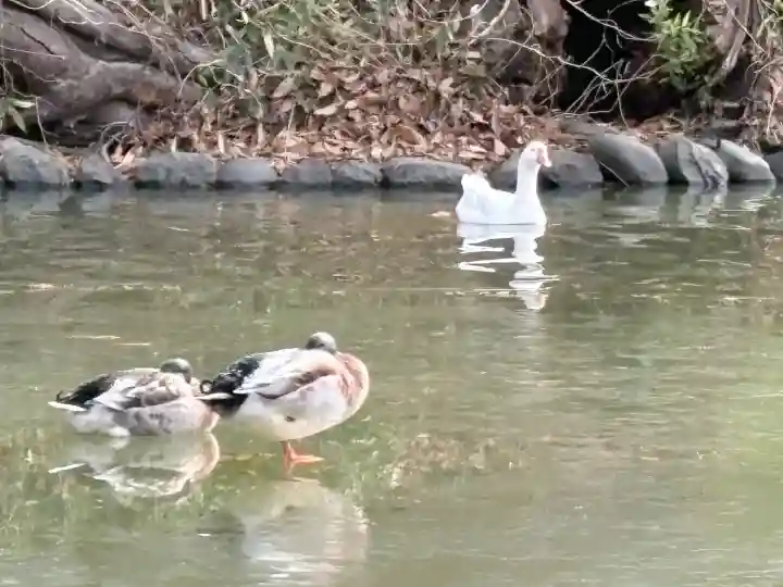 生島足島神社の{uncategorized: "未分類", other: "その他", undefined: "問題あり", building: "その他建物", grave: "お墓", sacred_gate: "鳥居", guardian: "狛犬", statue: "像", buddha: "仏像", history: "歴史", nature: "自然", garden: "庭園", animal: "動物", pagoda: "塔", temizu: "手水舎", mountain_gate: "山門・神門", sanctuary: "本殿・本堂", subordinate: "末社・摂社", art: "芸術", scenery: "景色", jizo: "地蔵", ema: "絵馬", goshuin: "御朱印", omikuji: "おみくじ", items: "授与品その他", amulet: "お守り", goshuincho: "御朱印帳", eats: "食事", festival: "お祭り", votive_dance: "神楽", shichigosan: "七五三参", wedding: "結婚式", experience: "体験その他", initially: "初詣", around: "周辺", anti_infection: "感染症対策"}